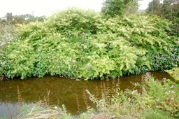 Invasives Jap knotweed and Him balsam bank erosion