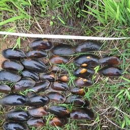 Monitoring FPM demography, good range of adult and juvenile mussels